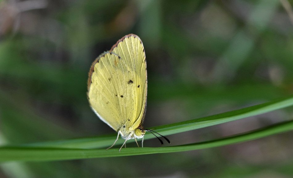 little yellow sulfur in wildlife