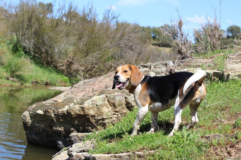 deliciously beautiful Beagle Dog