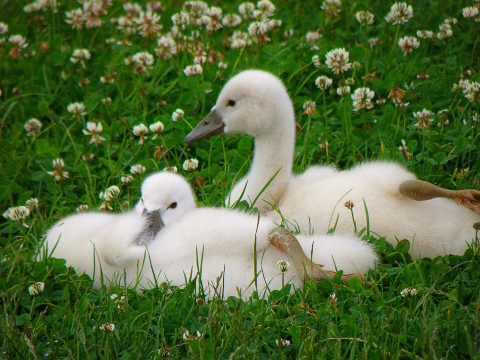 young white swans on the lawn