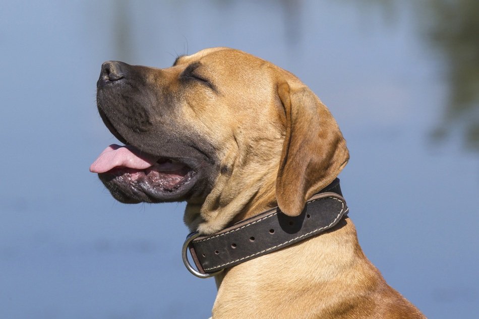 portrait of a boerbull