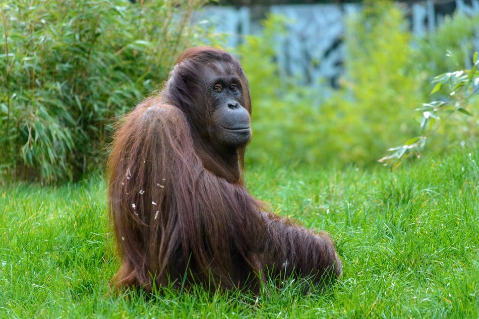 orangutan on the background of nature