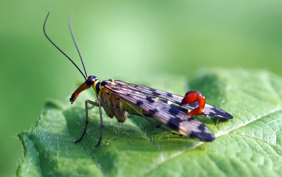 Scorpio Males close-up on blurred background