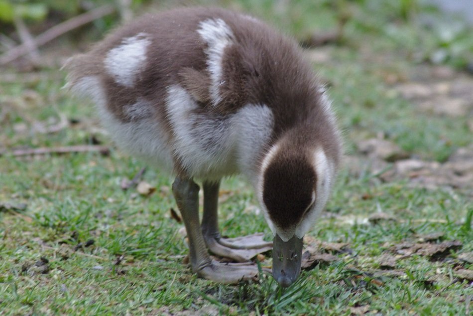 goose in the wild