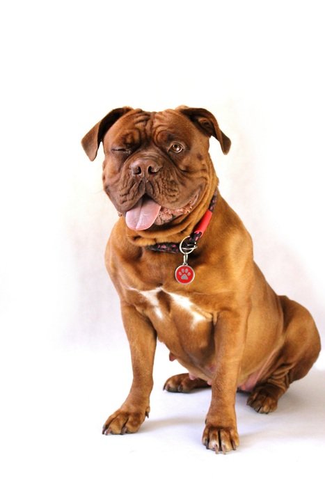 large dogue de bordeaux on the white background