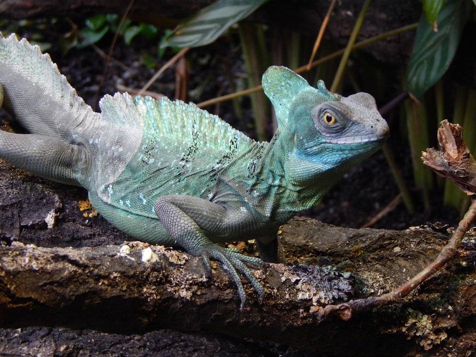 A lot of colors on a lizard's body