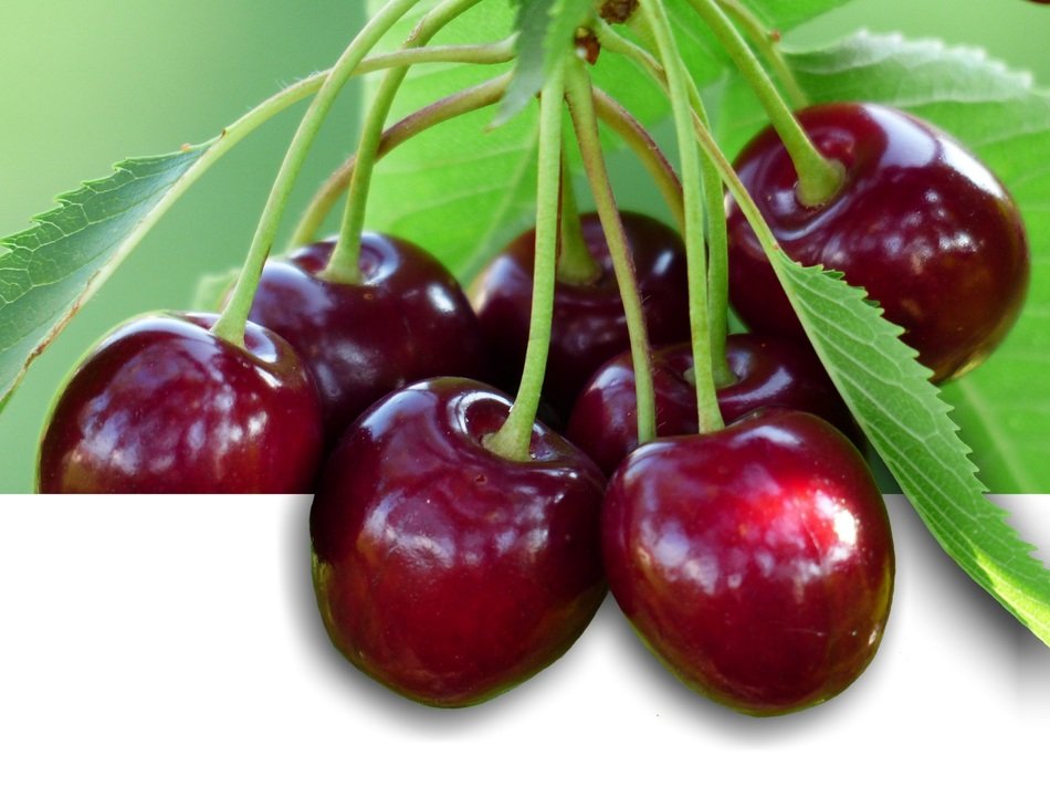 Sweet fresh Cherry