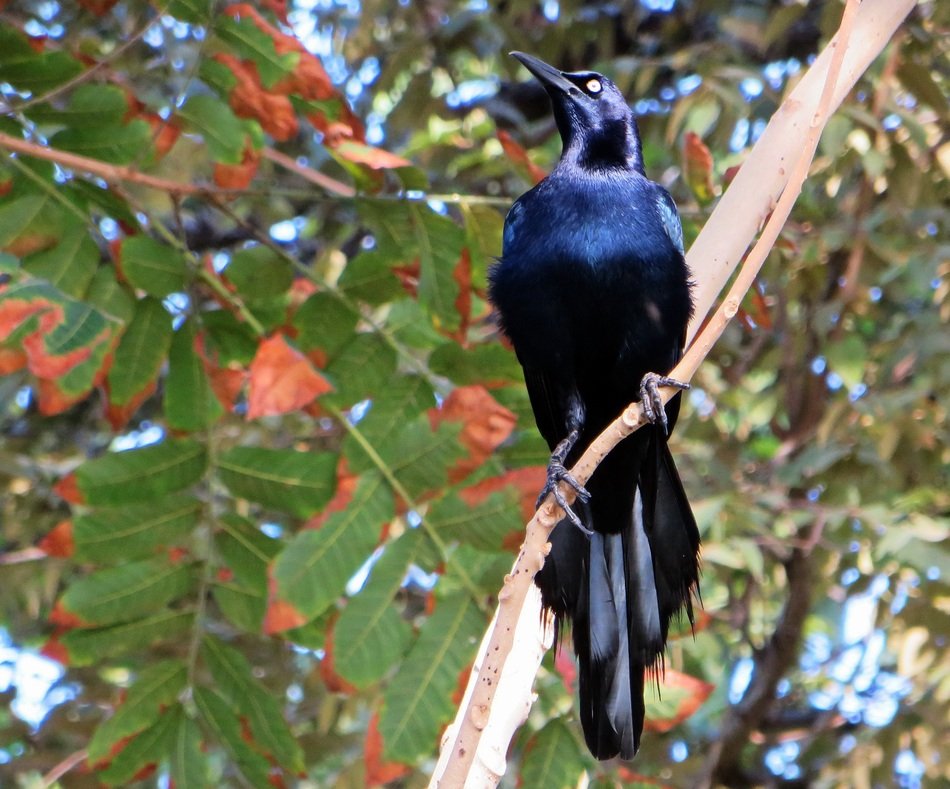 black bird with shiny feathers