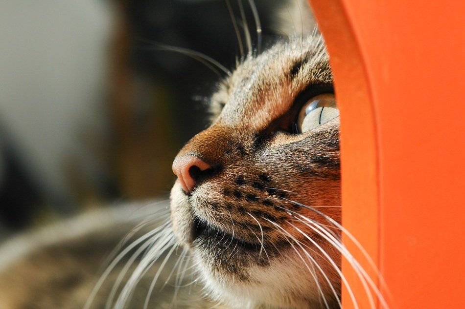 delectable Cute Kitty