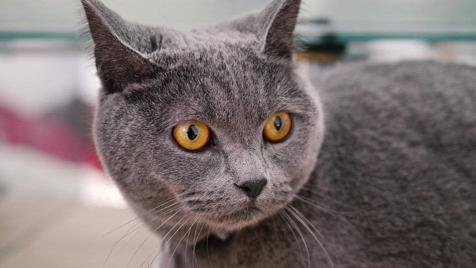 gray cat on the street