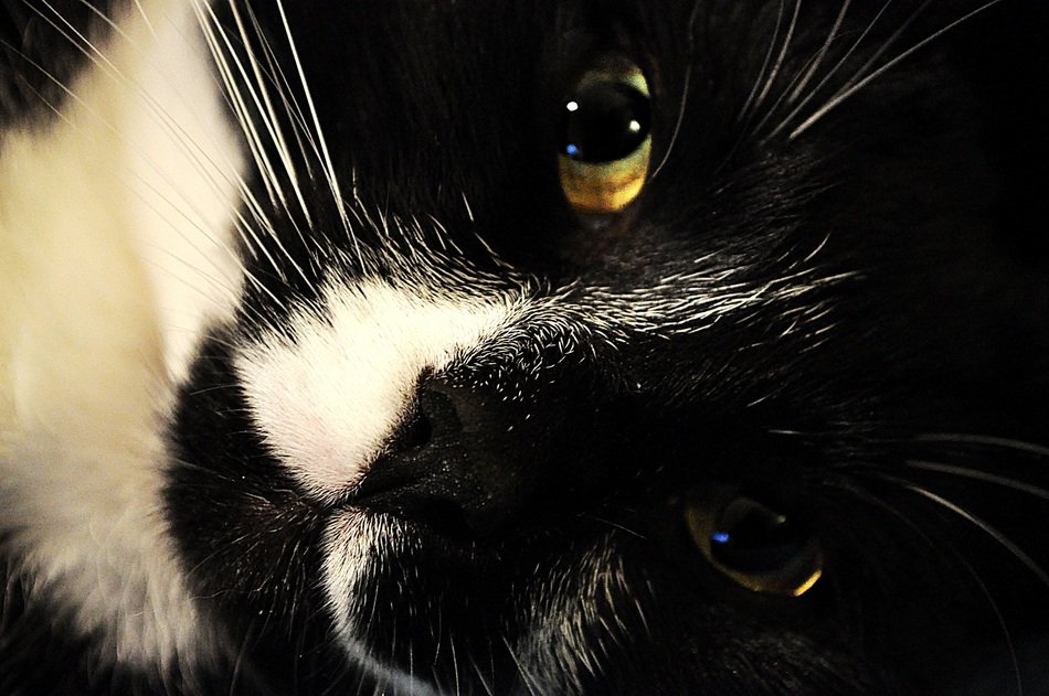 portrait of a black and white cat face