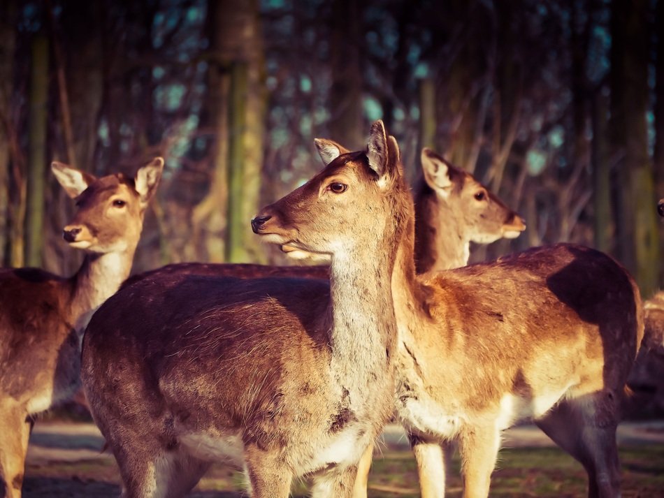 flock of roe deer in the forest