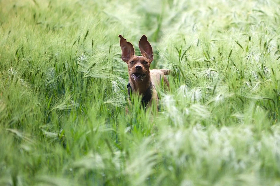 Dog In The Field