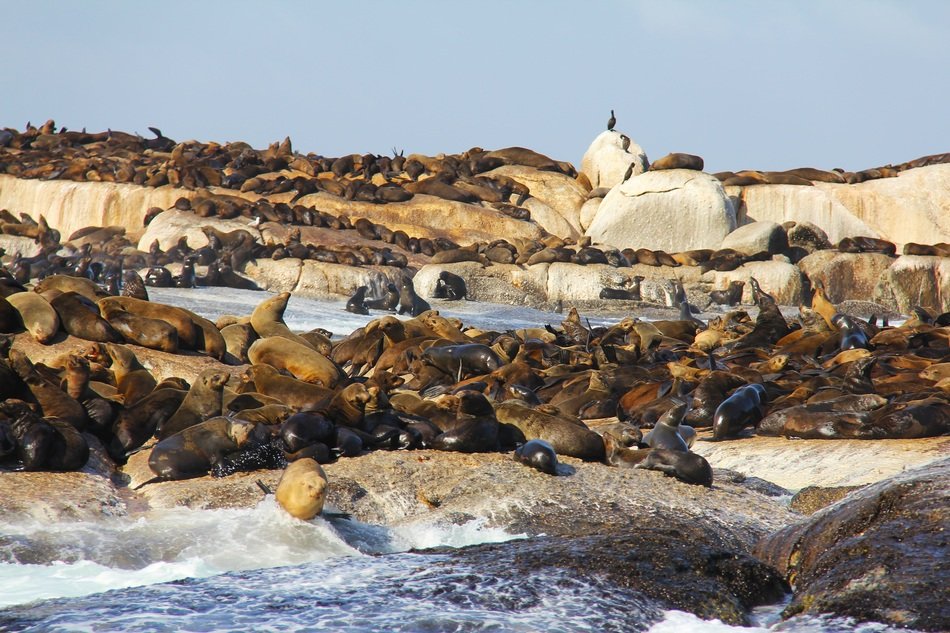 beautiful and amazing Seal Island