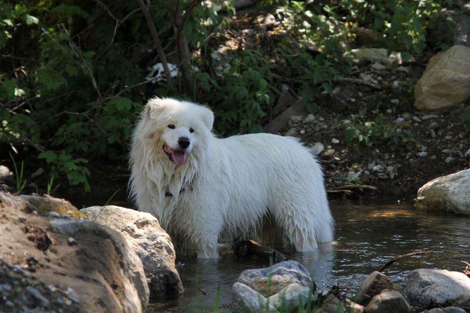 Dog Samoyed White in the water among the stones
