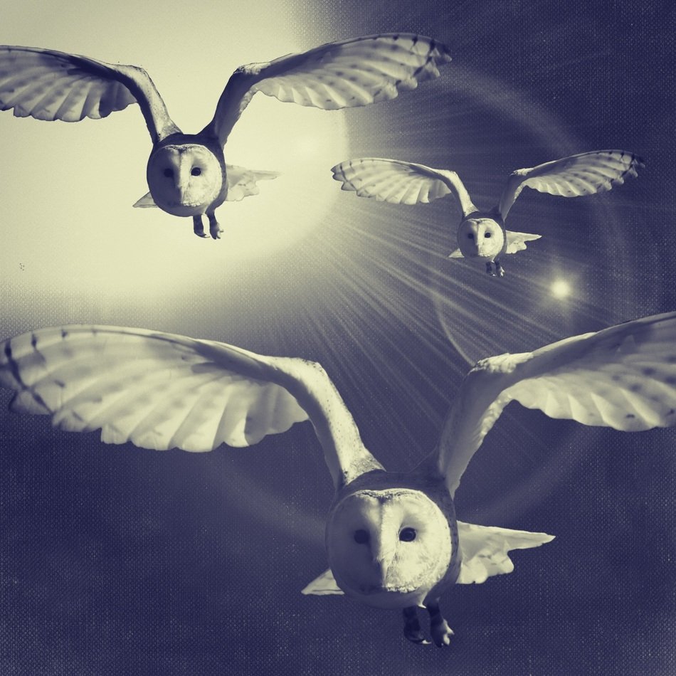 drawing of flying white owls