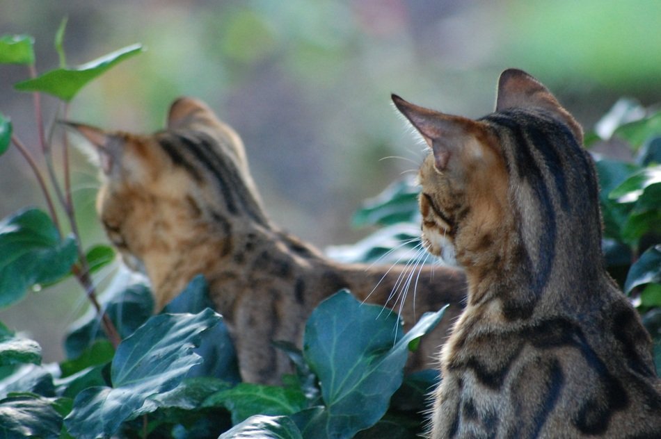 Picture of Bengal Cats