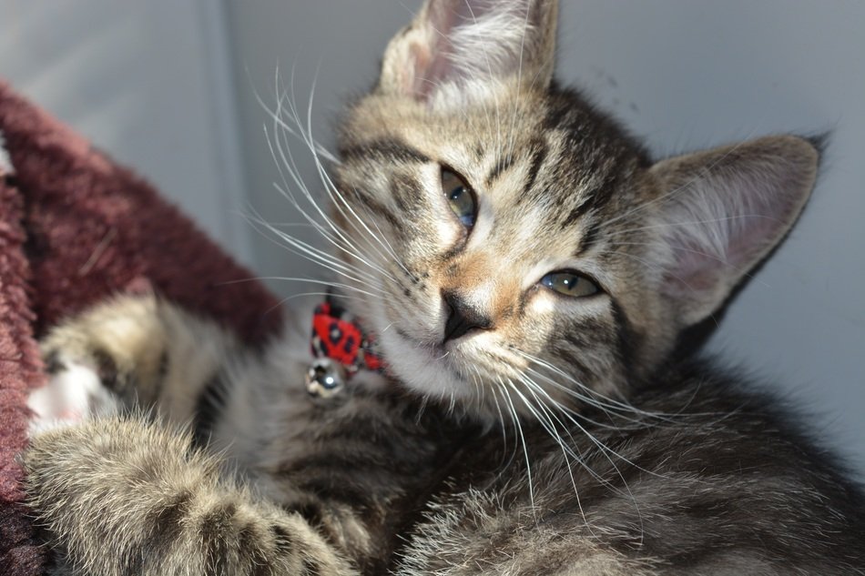 portrait of the cute kitten with red collar