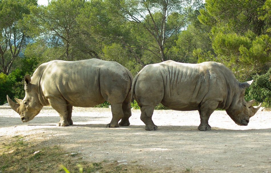 rhinos stand on the road