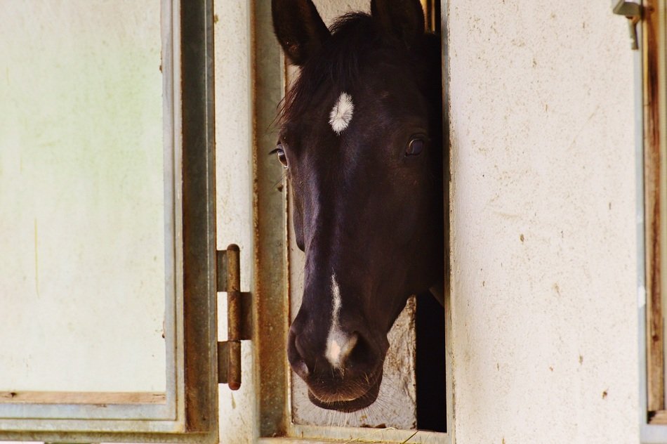 horse head in the window