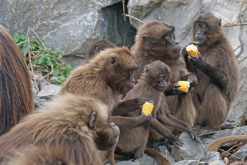 blood baboons eat corn in the reserve