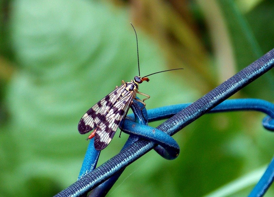 black Scorpionfly in the wild