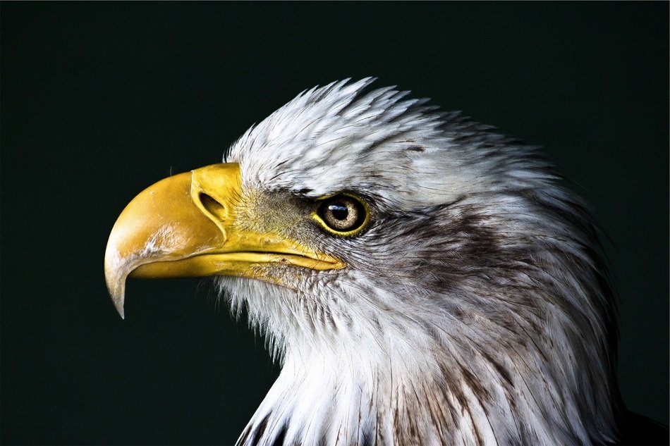 adorable and cute Eagle Bald