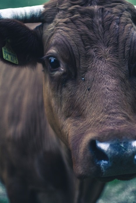 the eyes of the cow