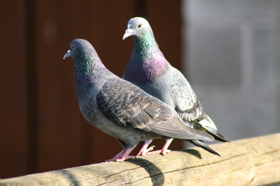 couple of pigeons in city