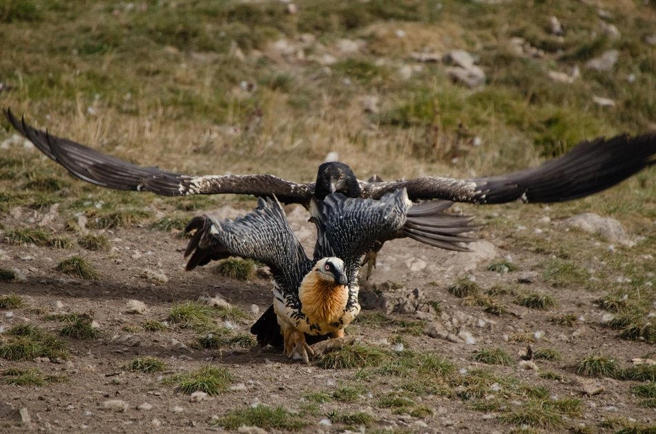 beautiful and amazing Vulture