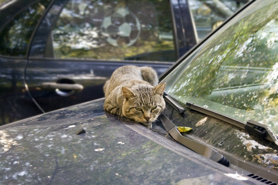 Cat on the machine under the trees