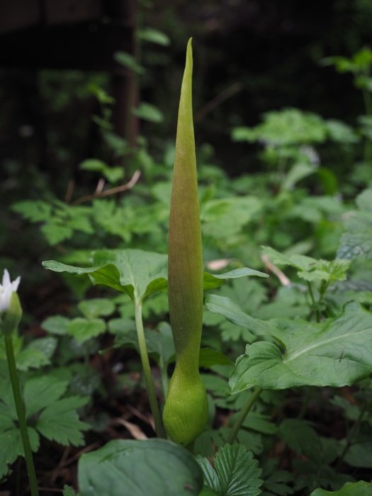 high flowerbud among green leaves