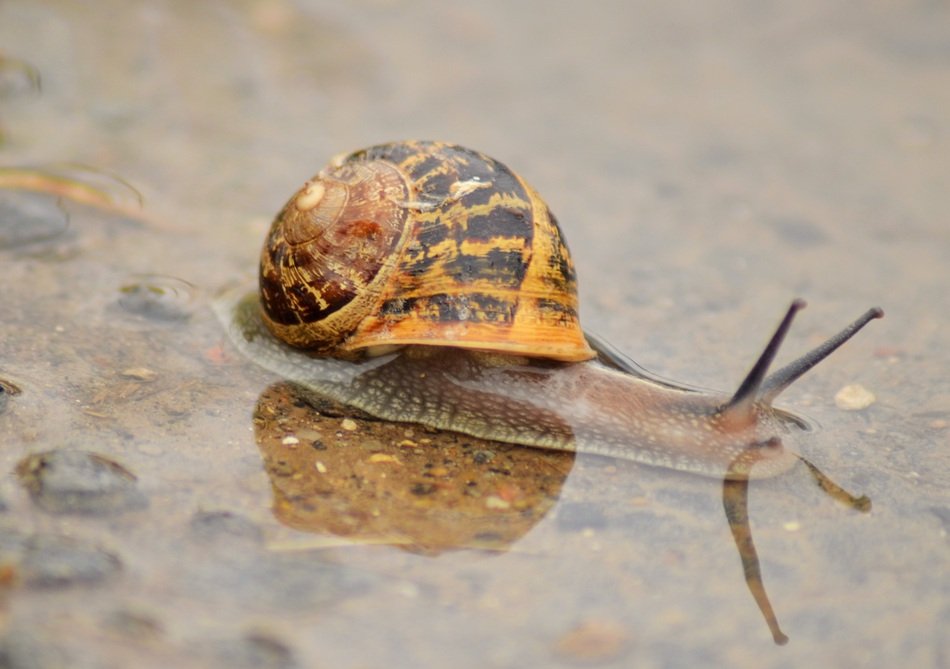 closeup picture of Snail in a puddle