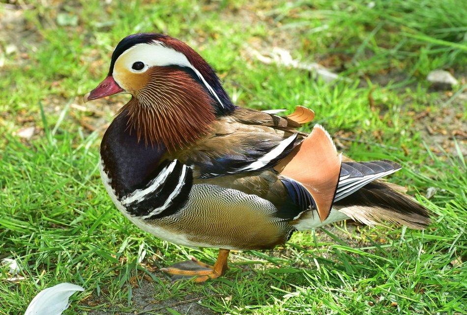 picture of the Mandarin Duck