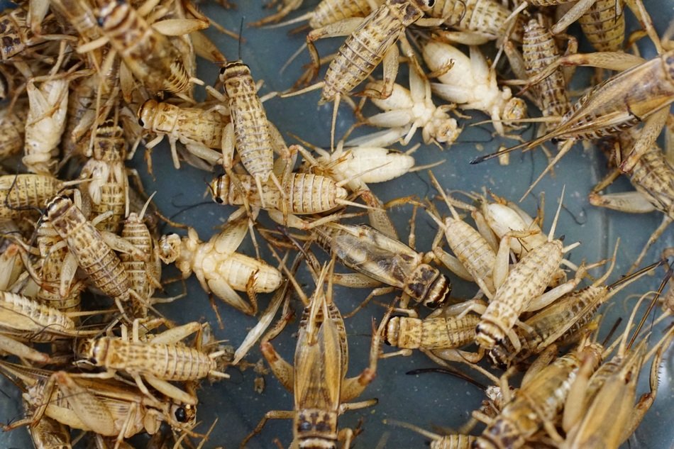 Acheta domestica on grille close-up