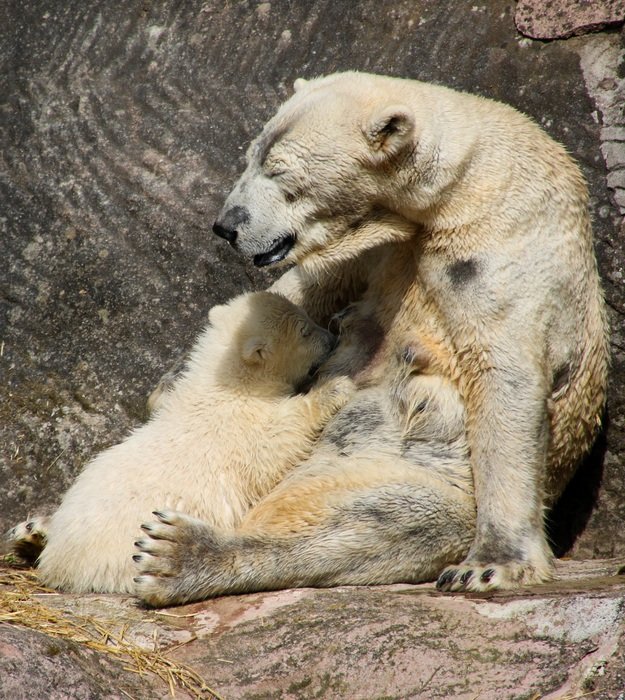 polar bear mother with child