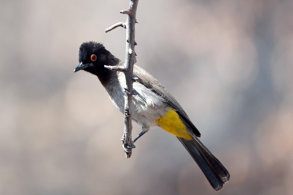 bird on a branch in namibia
