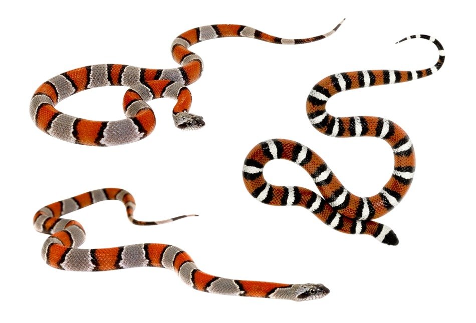 illustration dangerous snakes on the white background