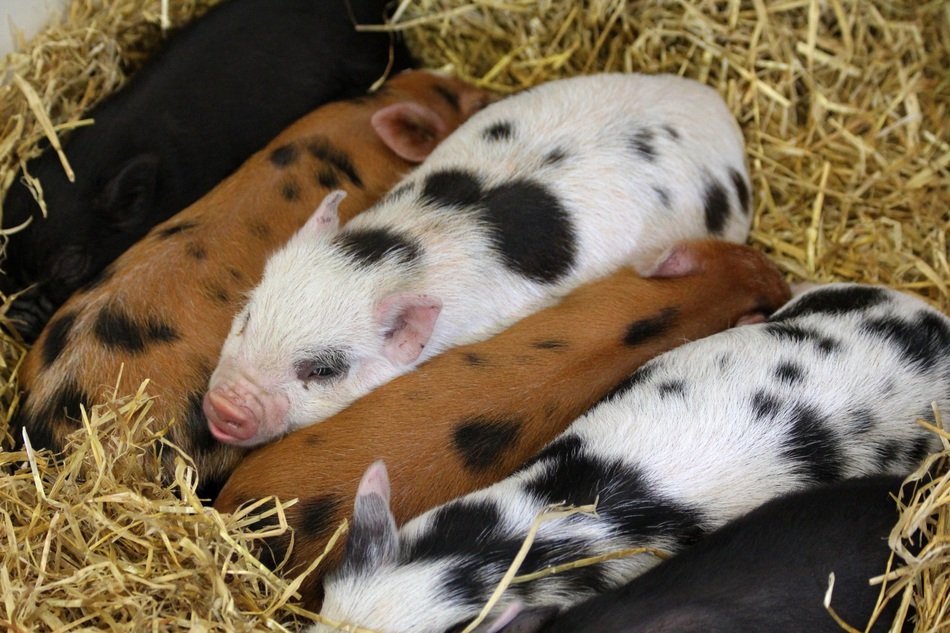 small spotted Piglets lay down on hay