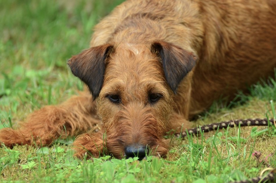 Irish terrier on grass on a blurred background