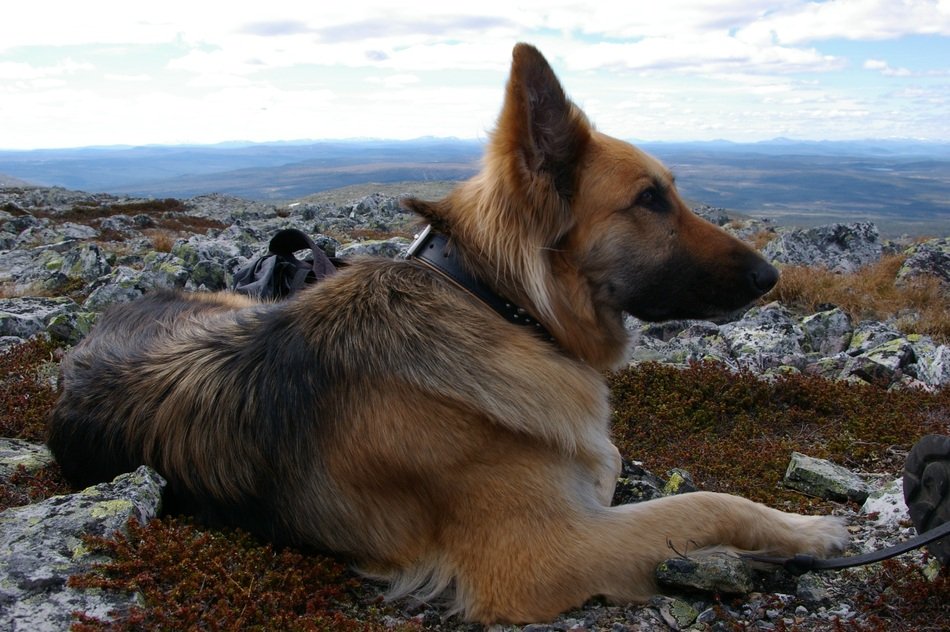 German Shepherd in the middle of nature