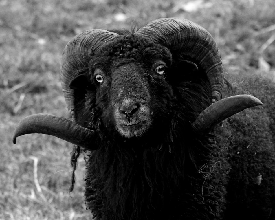 black ram in black and white background