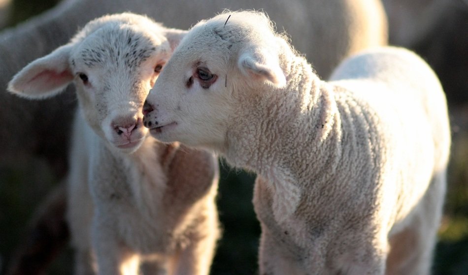 Pair of the lambs