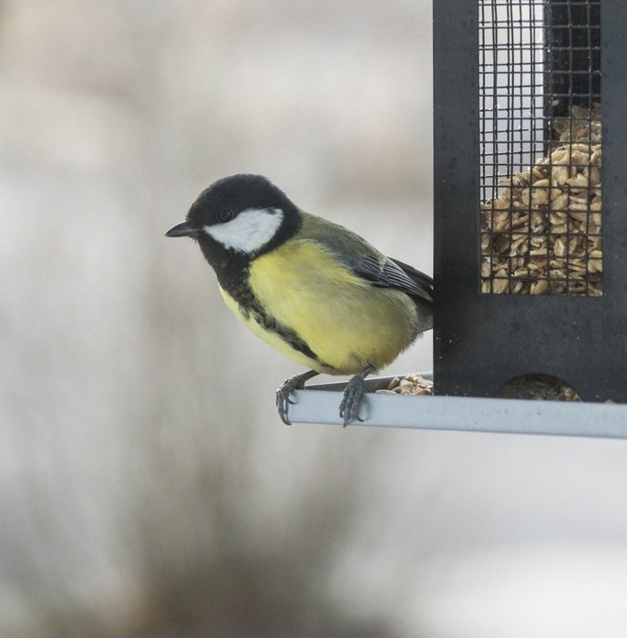 tomtit on the feeding rack