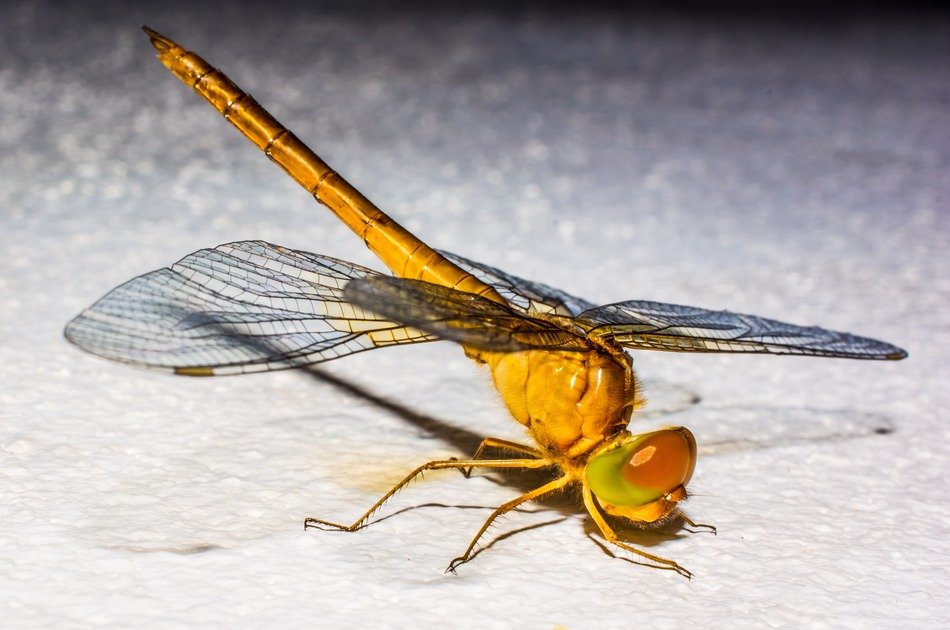 orange dragonfly on the white background
