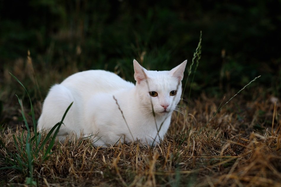 closeup photo of perfect beautiful Solid White Cat