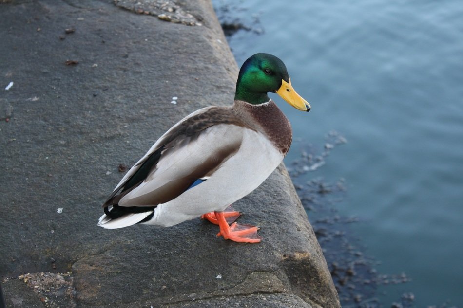 mallard on the bank
