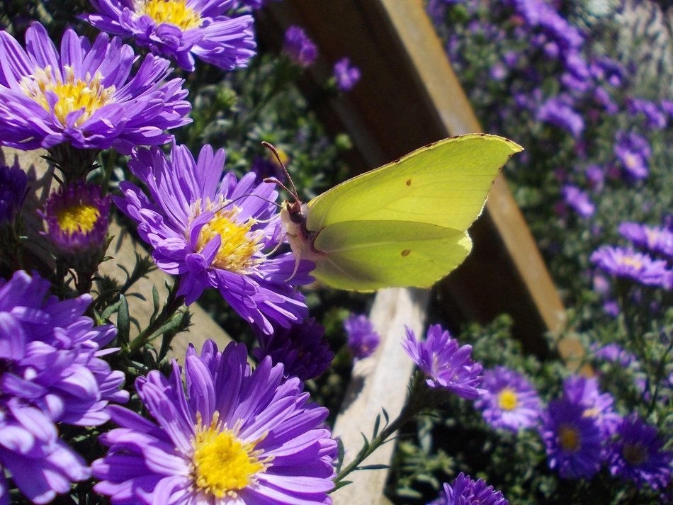 Gonepteryx Rhamni astres in the sun close up