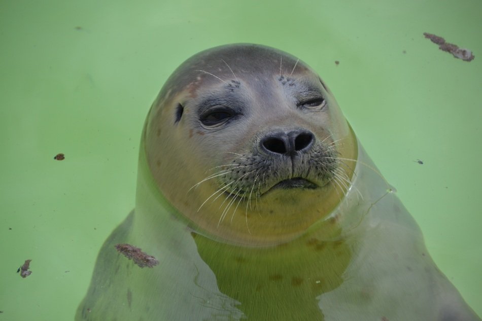 sea lion in the water