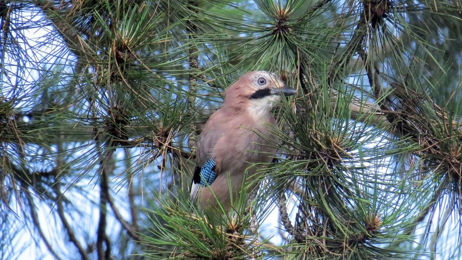Ptica Bird
