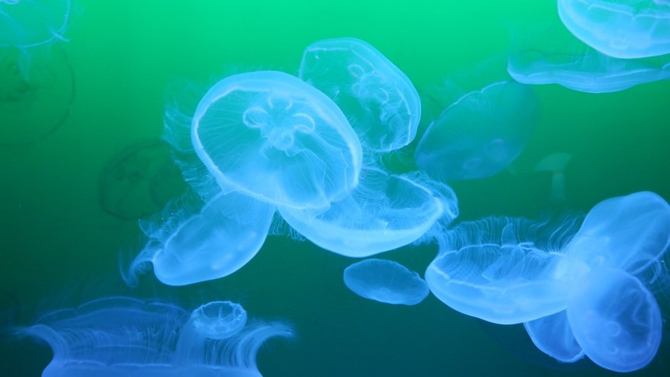 Jellyfishes sea animal transparent picture